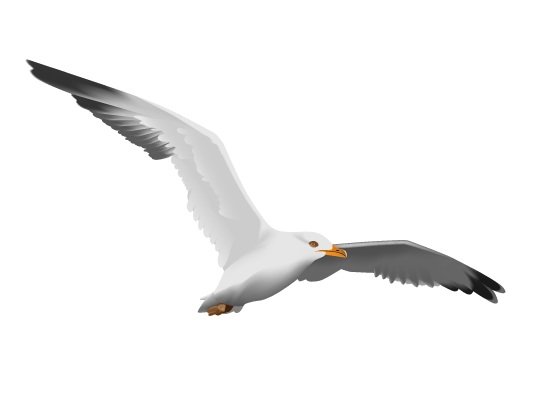 seagull